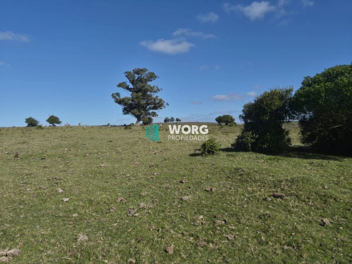Campo Ref.118 - Excelente campo criador
