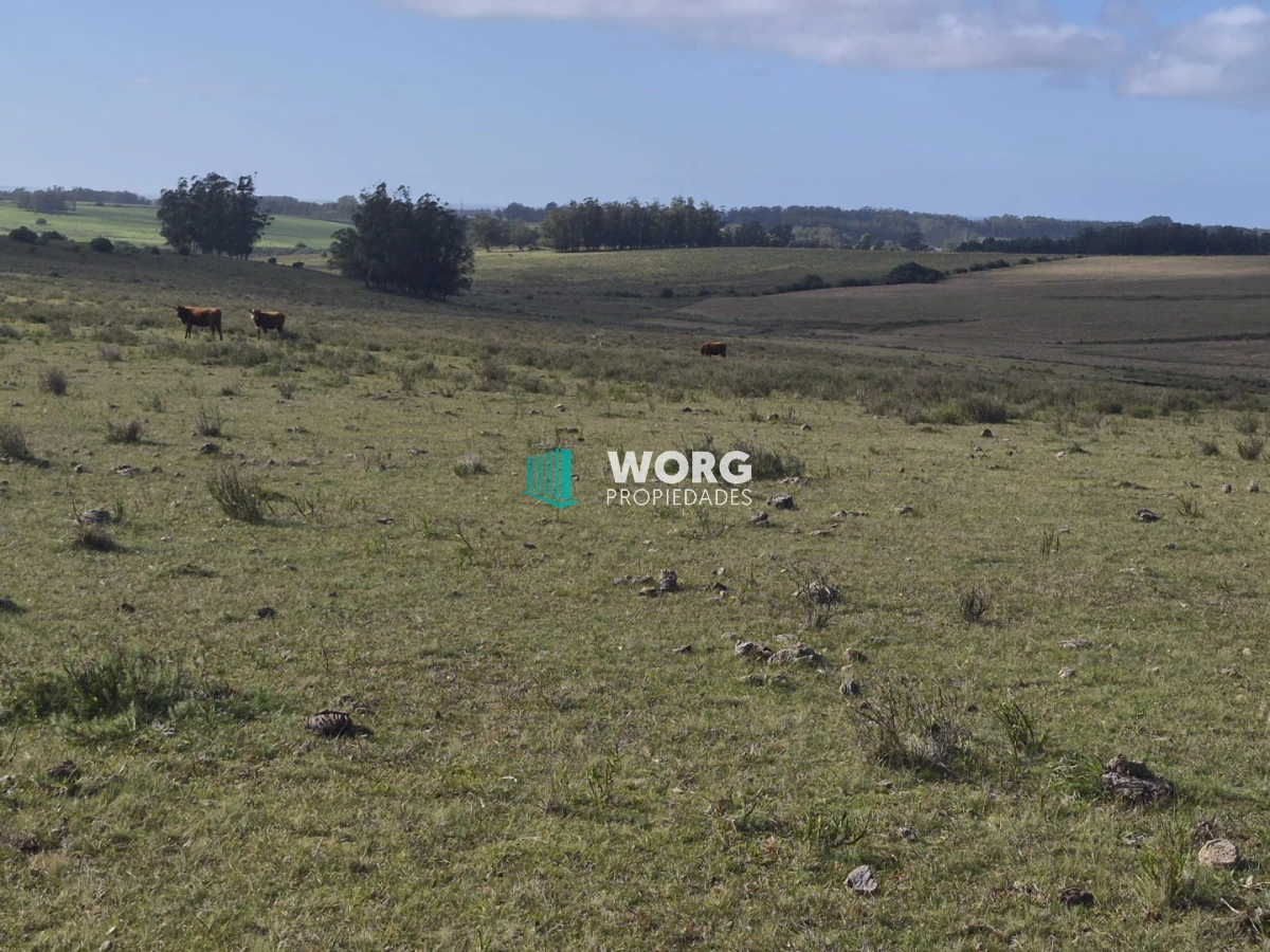 Campo Ref.118 - Excelente campo criador