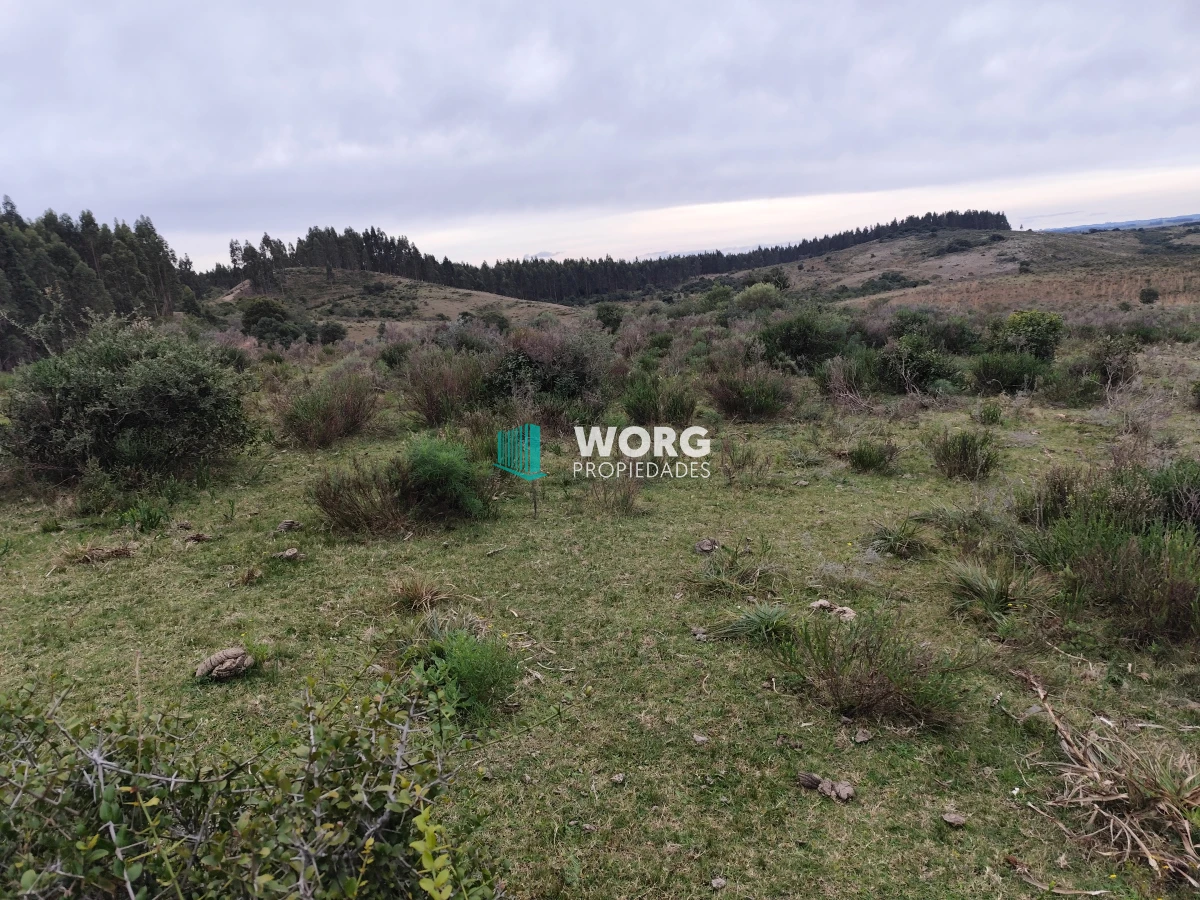 Campo Ref.35 - OPORTUNIDAD