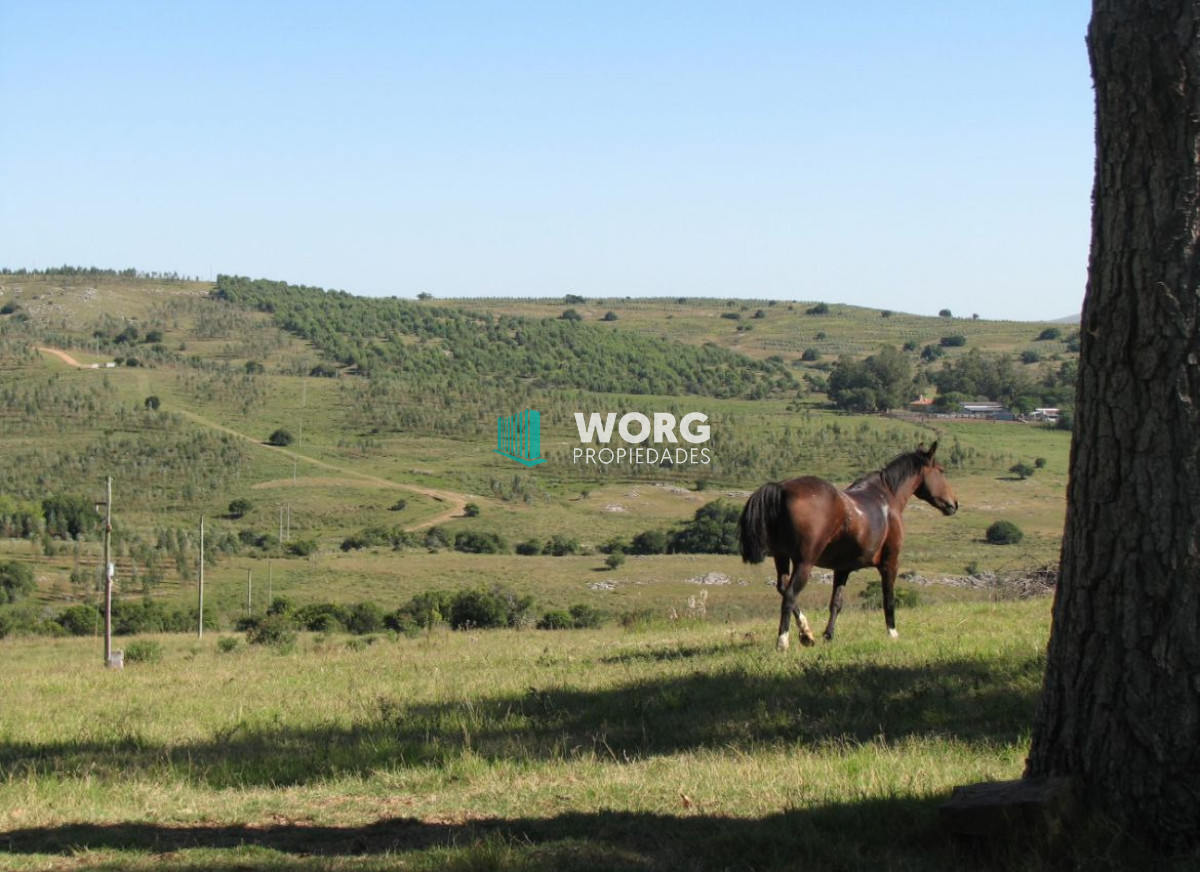 Campo Ref.90 - Excelente campo ganadero en Mariscala