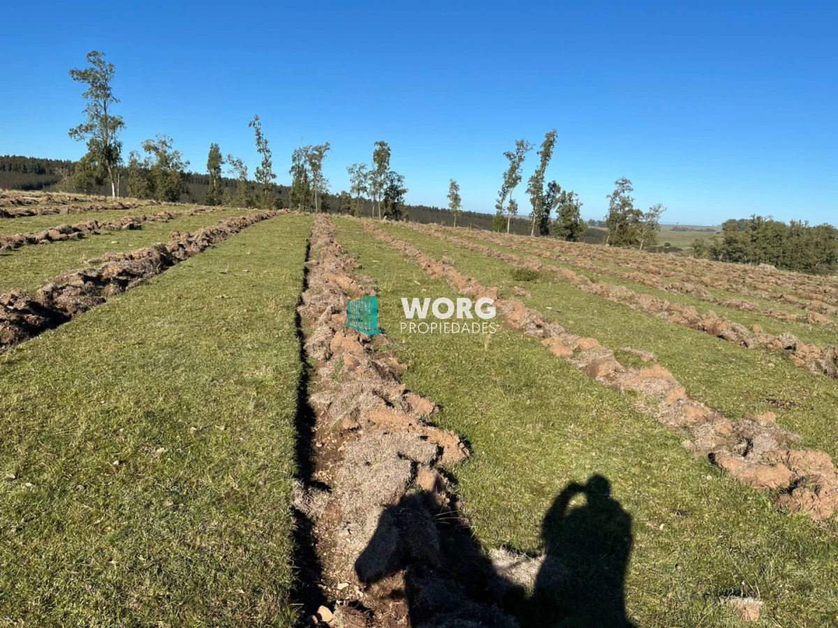 Campo Ref.96 - Excelente campo ganadero forestal