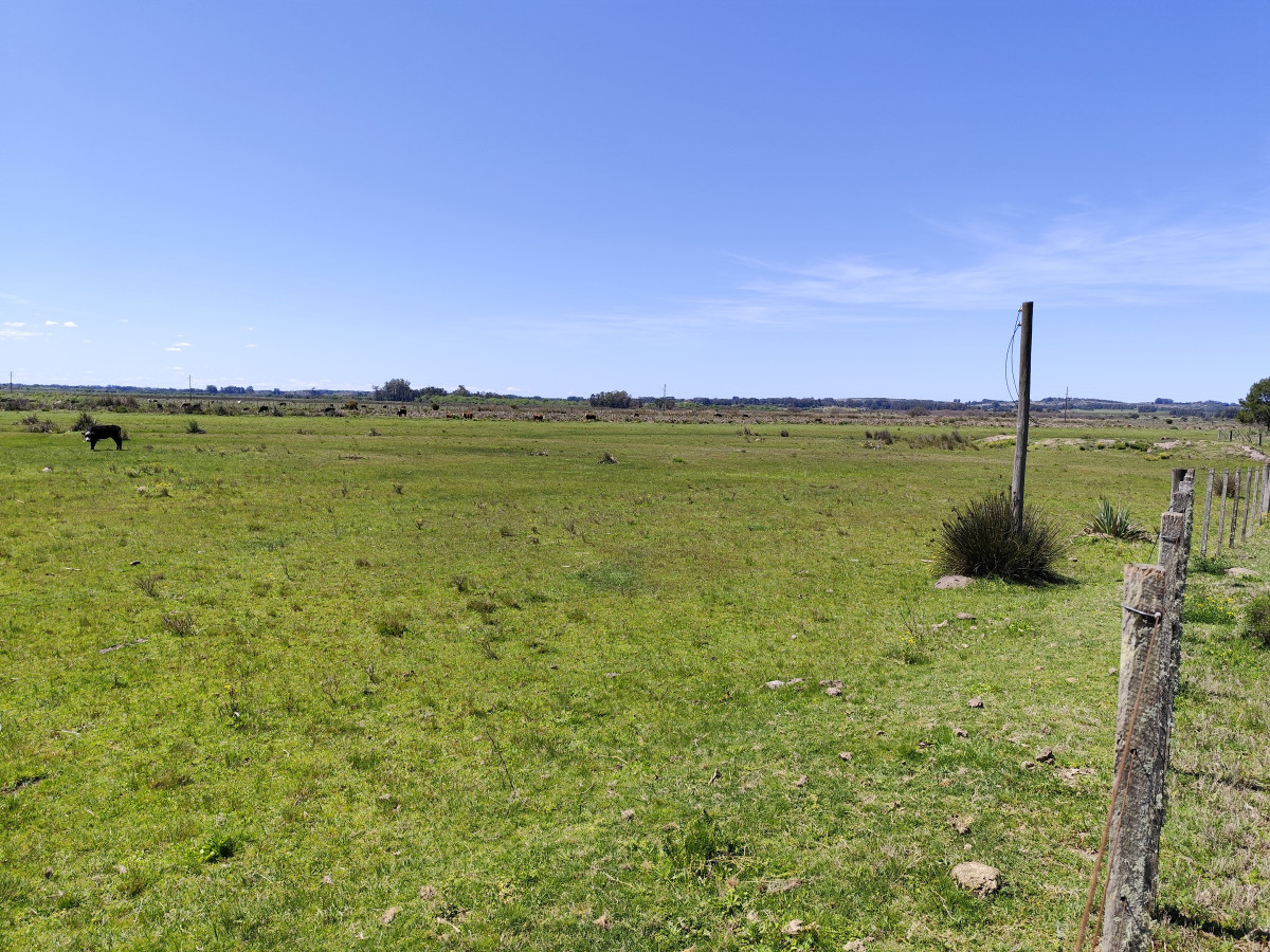 Campo de 37 hectáreas sobre ruta 39