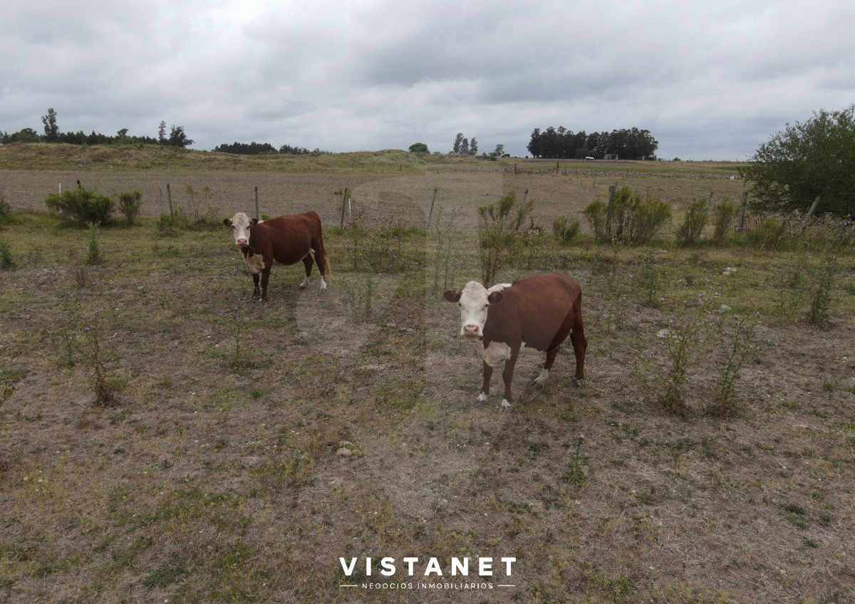 Chacra ID.74/Chacra-En-Venta-De-11has.-En-San-Jacinto - Chacra En Venta De 11has. En San Jacinto