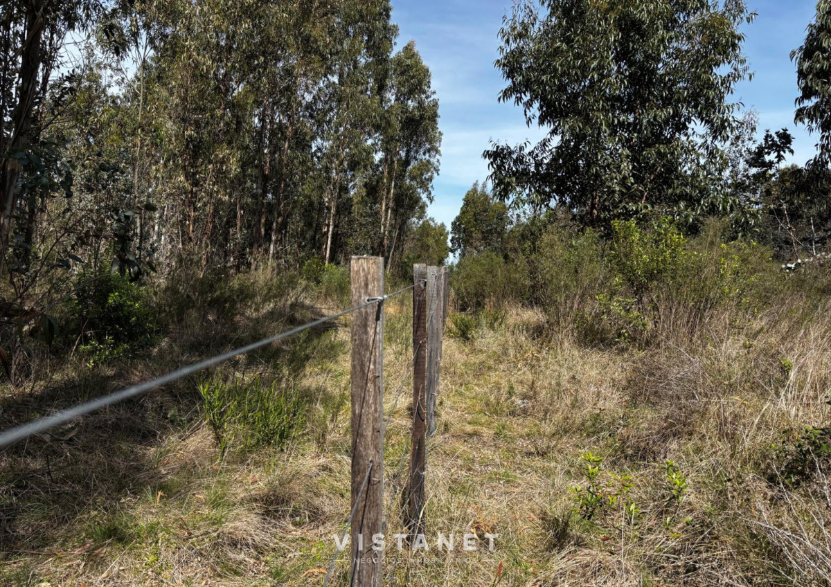 Chacra ID.189/Venta-Chacra-en-La-Palmita- - Venta Chacra en La Palmita 