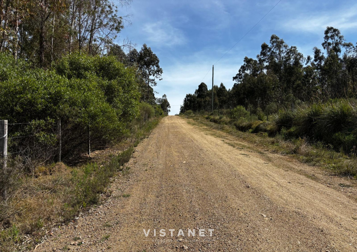 Chacra ID.189/Venta-Chacra-en-La-Palmita- - Venta Chacra en La Palmita 