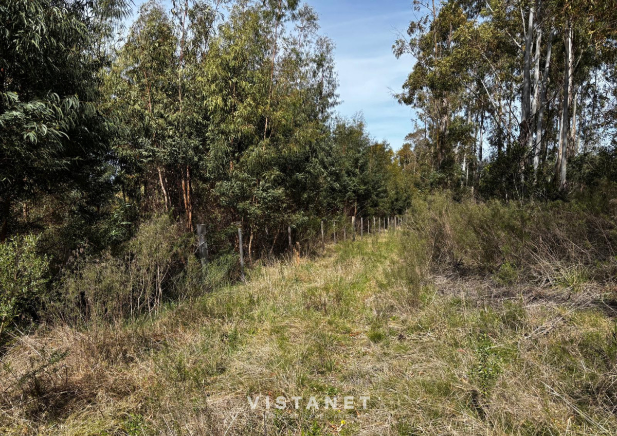 Chacra ID.189/Venta-Chacra-en-La-Palmita- - Venta Chacra en La Palmita 