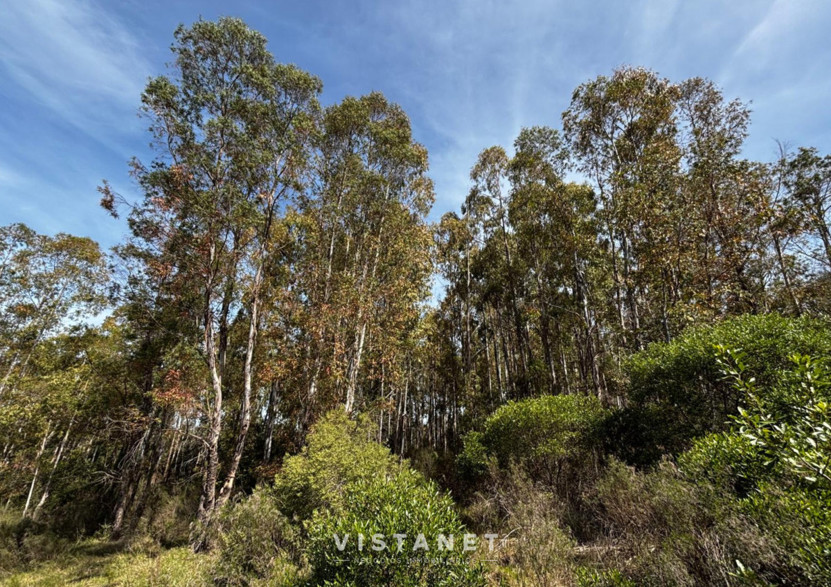 Chacra ID.189/Venta-Chacra-en-La-Palmita- - Venta Chacra en La Palmita 