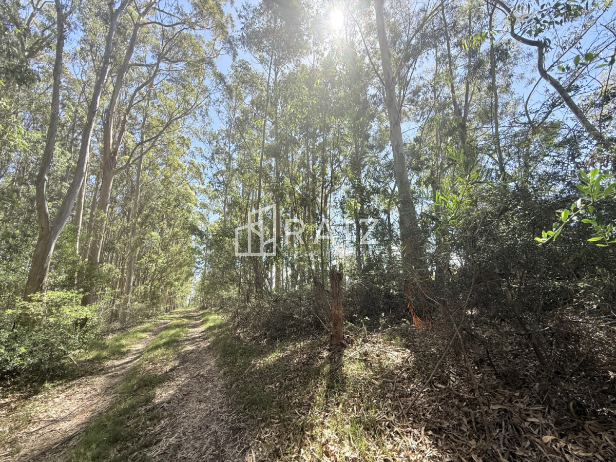 Terreno ID.11814 - VENTA TERRENO 561M LA JUANITA  -JOSE IGNACIO