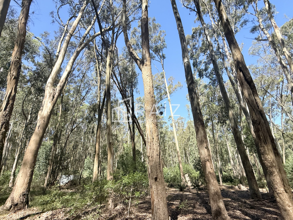 Terreno ID.11814 - VENTA TERRENO 561M LA JUANITA  -JOSE IGNACIO