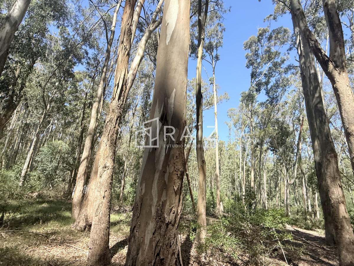 Terreno ID.11814 - VENTA TERRENO 561M LA JUANITA  -JOSE IGNACIO