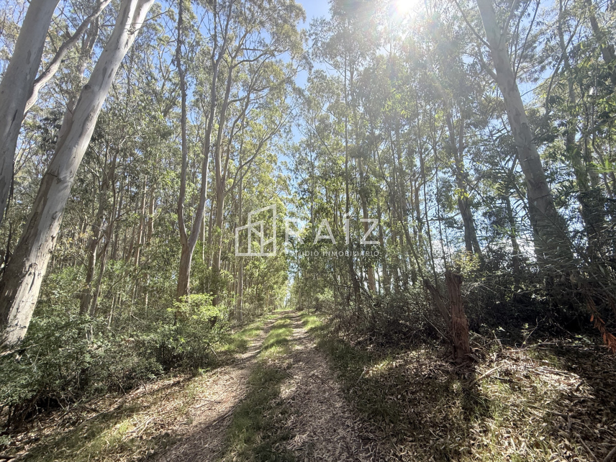 Terreno ID.11814 - VENTA TERRENO 561M LA JUANITA  -JOSE IGNACIO