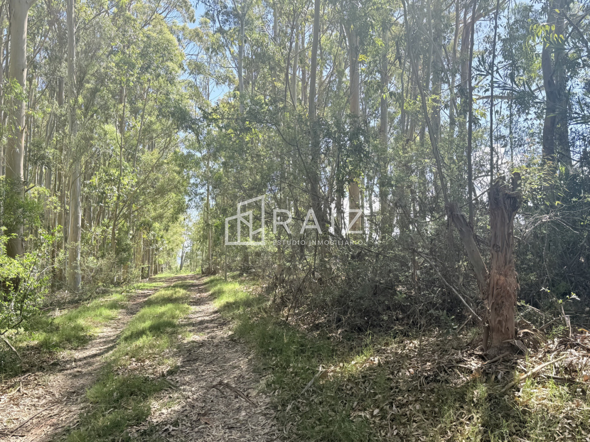 Terreno ID.11814 - VENTA TERRENO 561M LA JUANITA  -JOSE IGNACIO