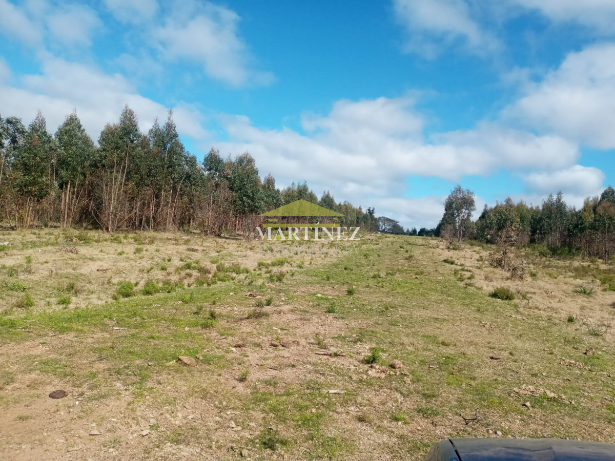 Campo Ref.76 - Campo ganadero forestal en Lavalleja
