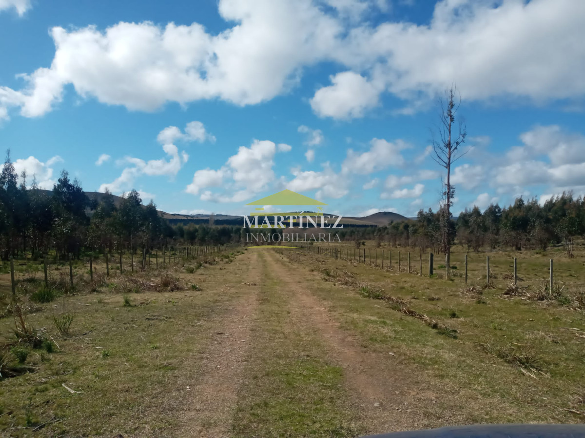 Campo Ref.76 - Campo ganadero forestal en Lavalleja