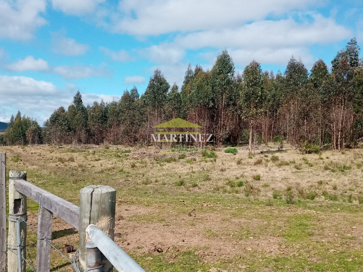 Campo Ref.76 - Campo ganadero forestal en Lavalleja