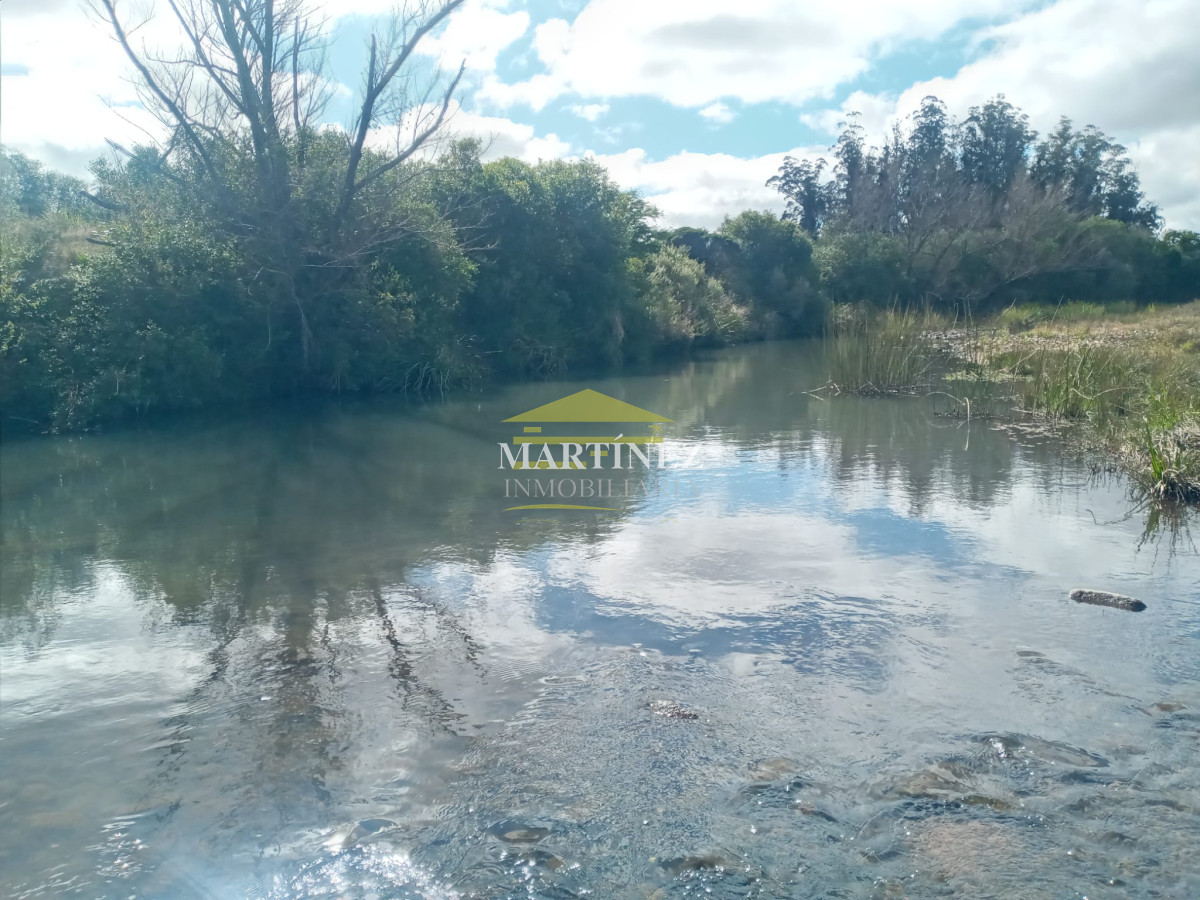 Campo Ref.76 - Campo ganadero forestal en Lavalleja
