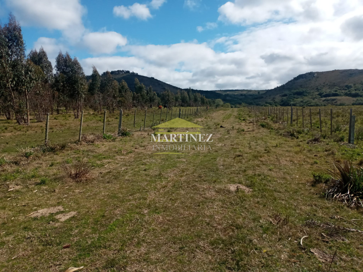 Campo Ref.76 - Campo ganadero forestal en Lavalleja