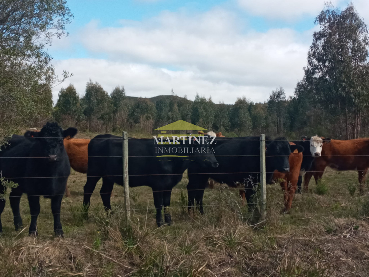 Campo Ref.76 - Campo ganadero forestal en Lavalleja