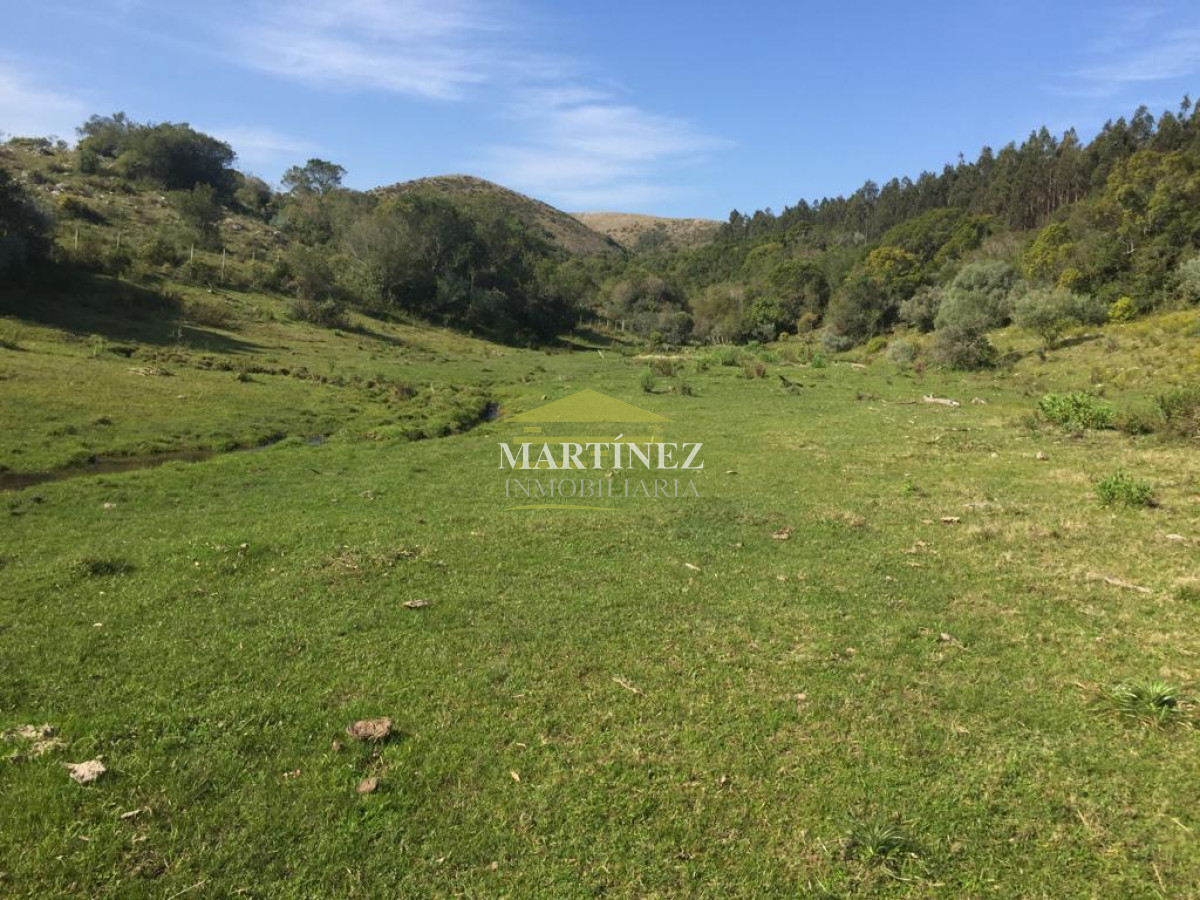 Campo Ref.76 - Campo ganadero forestal en Lavalleja