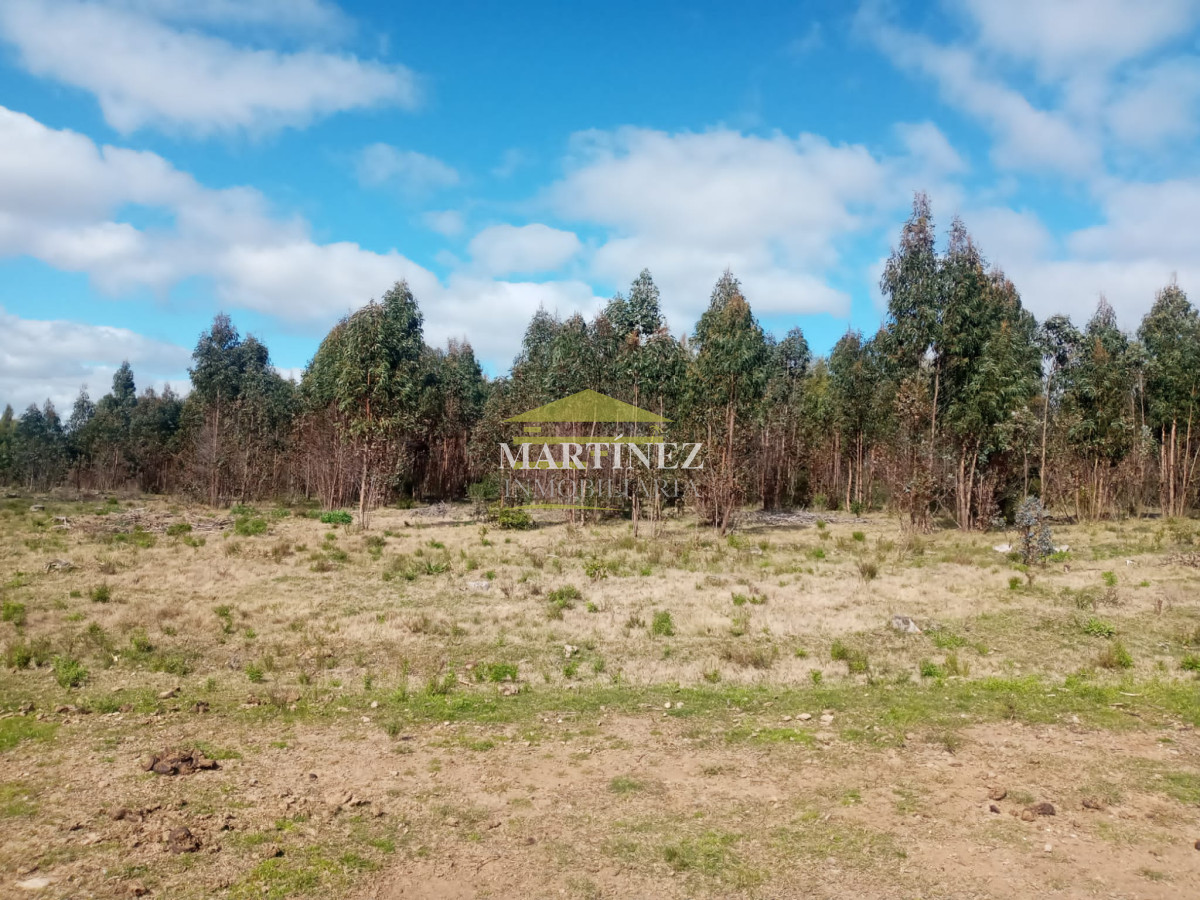 Campo Ref.76 - Campo ganadero forestal en Lavalleja