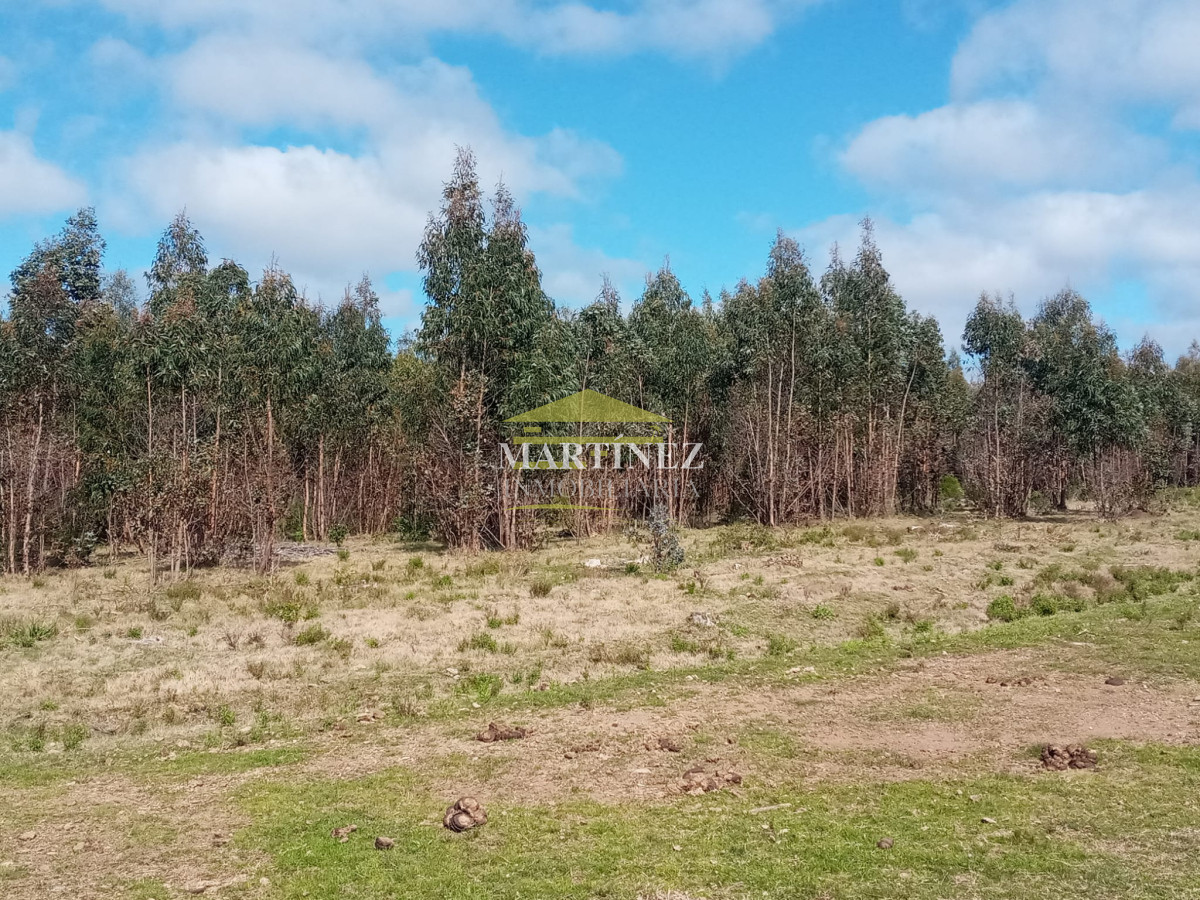 Campo Ref.76 - Campo ganadero forestal en Lavalleja