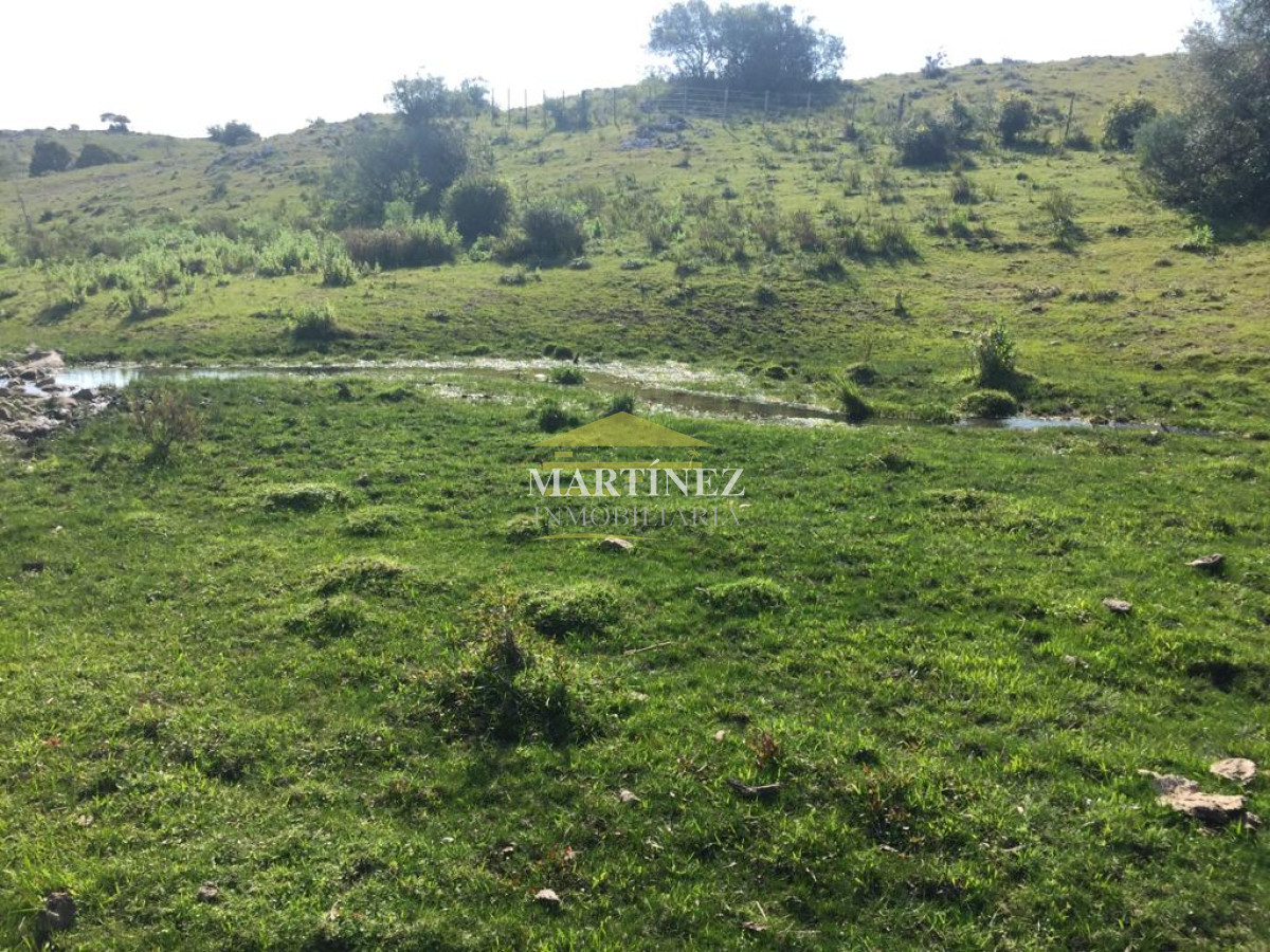 Campo Ref.76 - Campo ganadero forestal en Lavalleja