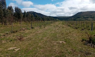Campo ganadero forestal en Lavalleja