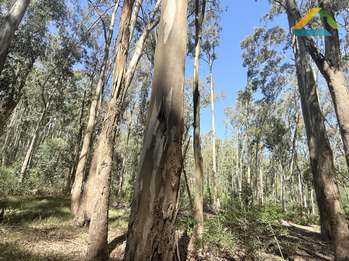 Terreno ID.380 - Terreno La Juanita Venta 