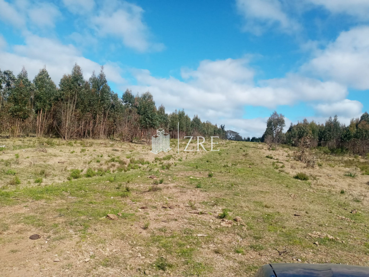 Campo Ref.2 - Campo ganadero forestal en Lavalleja
