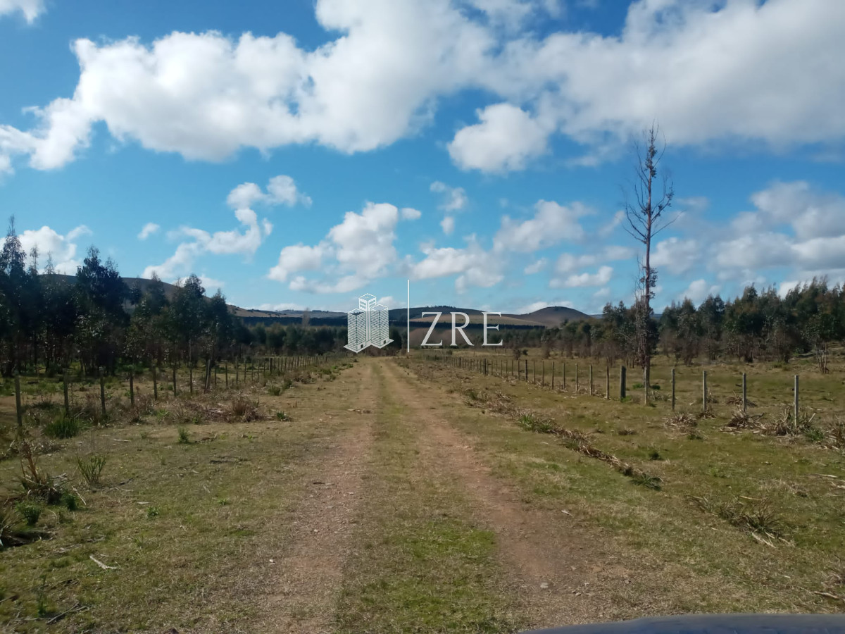 Campo Ref.2 - Campo ganadero forestal en Lavalleja