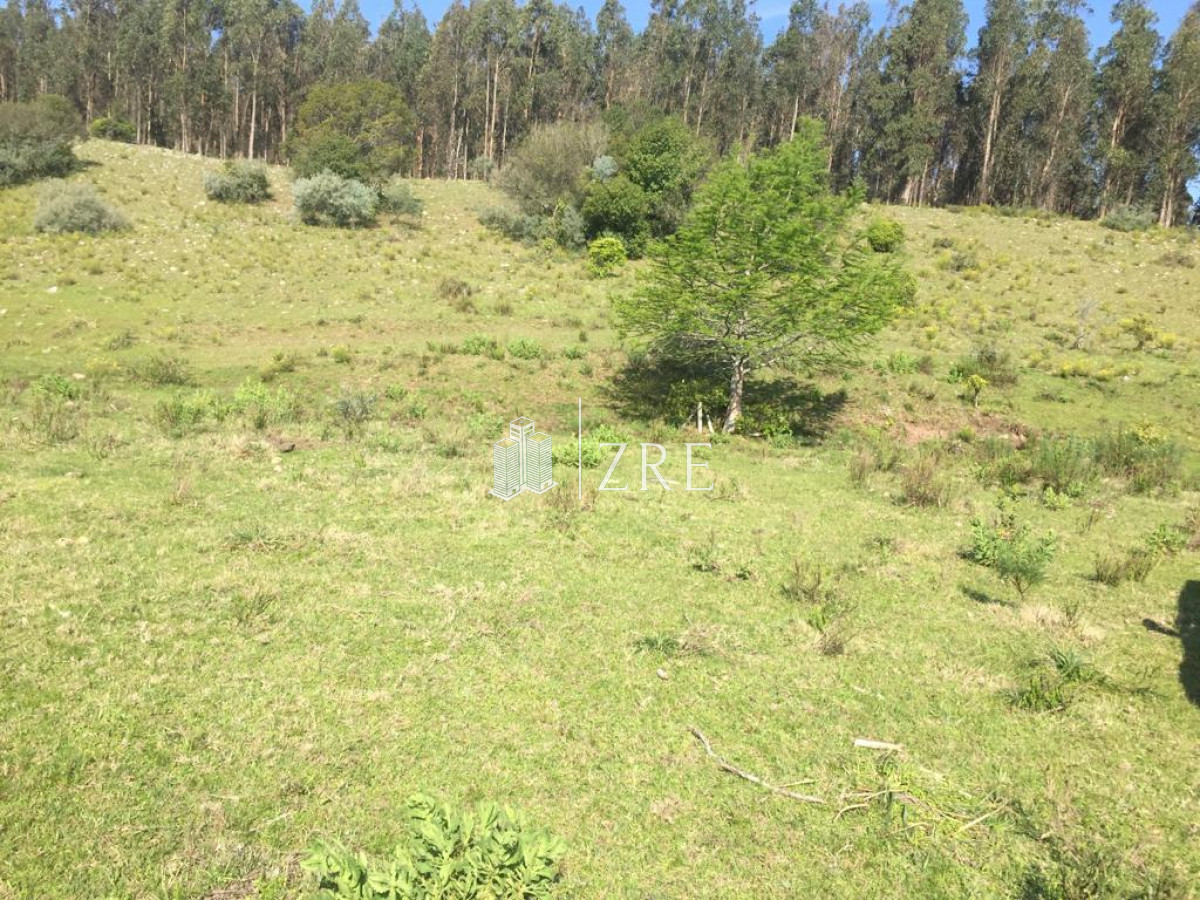 Campo Ref.2 - Campo ganadero forestal en Lavalleja