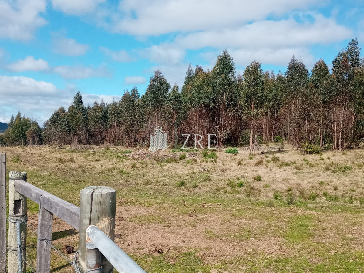 Campo Ref.2 - Campo ganadero forestal en Lavalleja