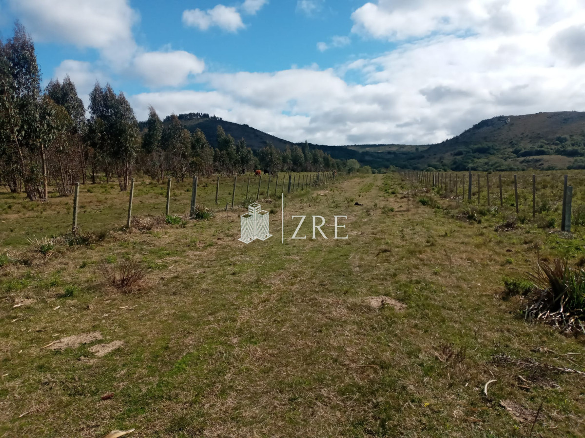 Campo Ref.2 - Campo ganadero forestal en Lavalleja