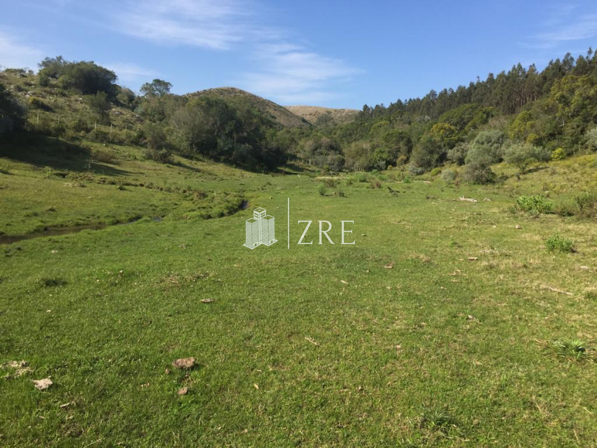 Campo Ref.2 - Campo ganadero forestal en Lavalleja