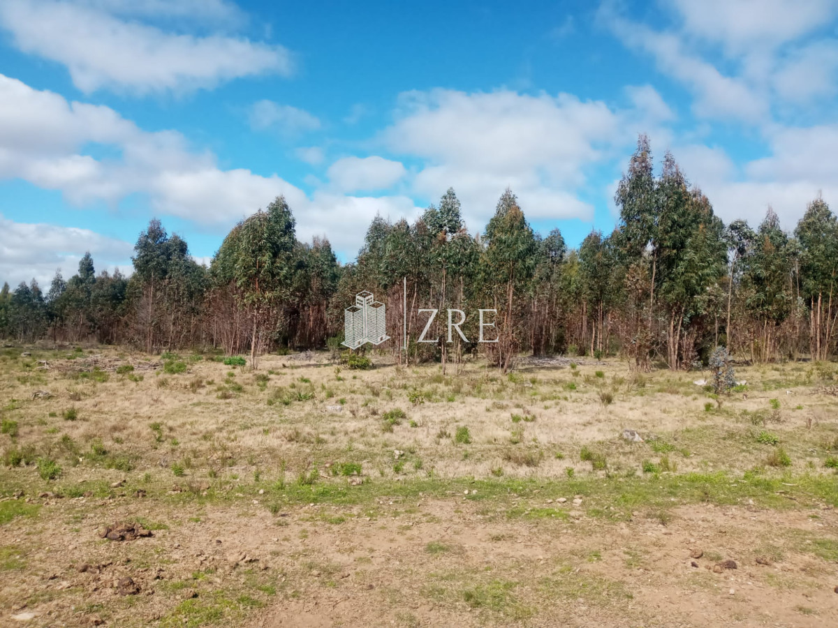 Campo Ref.2 - Campo ganadero forestal en Lavalleja