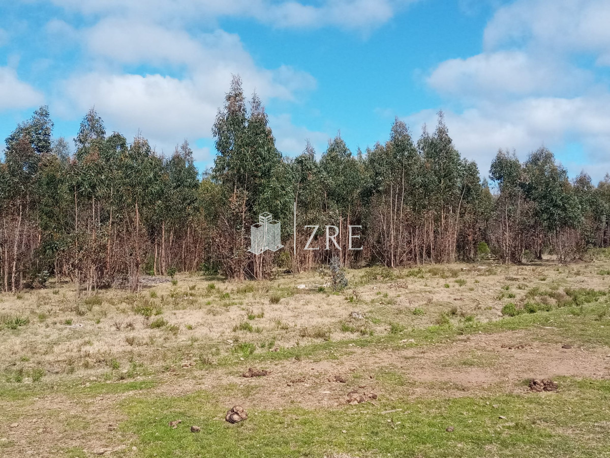 Campo Ref.2 - Campo ganadero forestal en Lavalleja