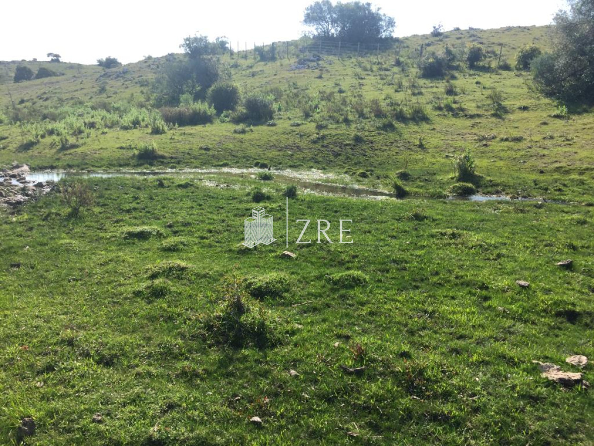 Campo Ref.2 - Campo ganadero forestal en Lavalleja