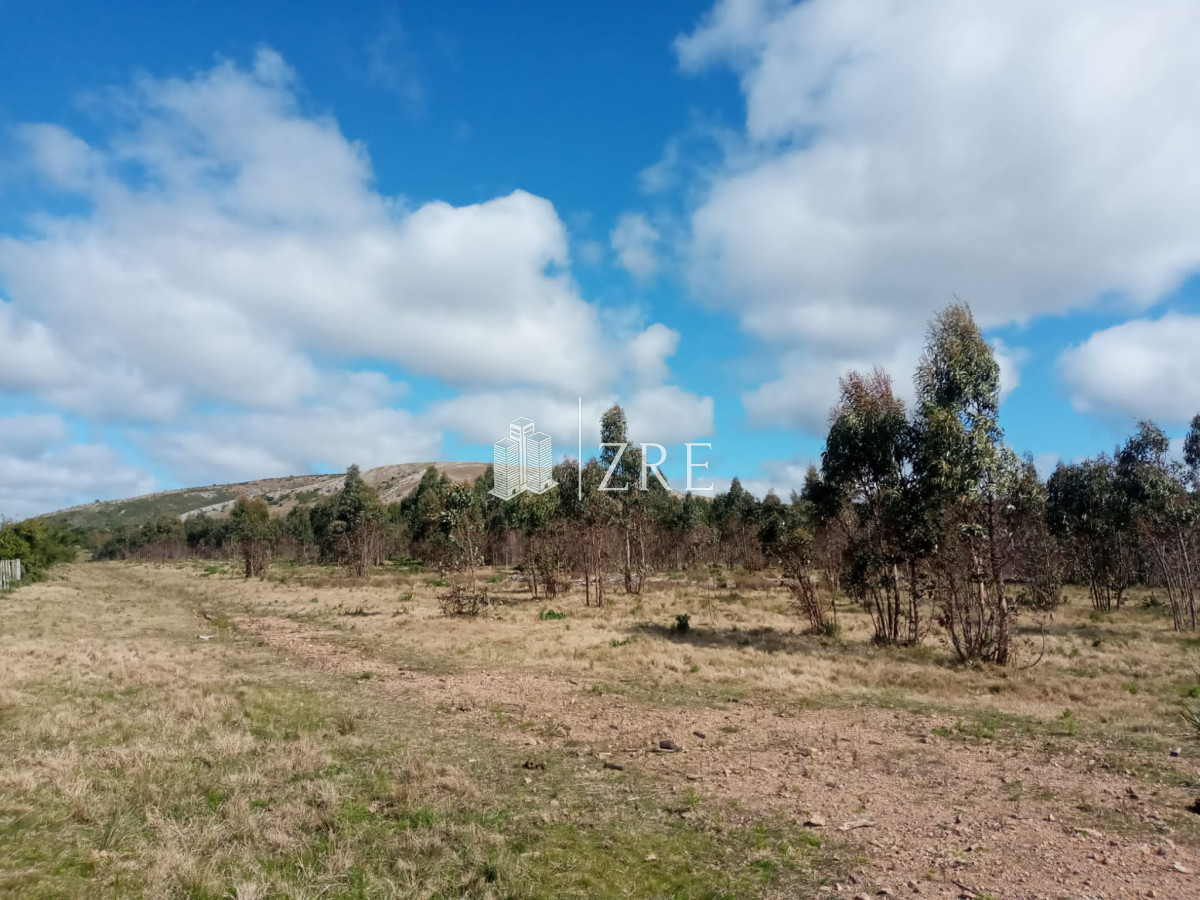 Campo Ref.2 - Campo ganadero forestal en Lavalleja
