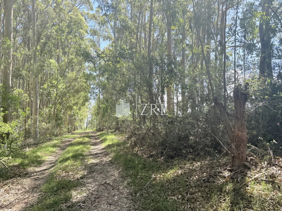 Terreno ID.1250 - Terreno La Juanita Venta 