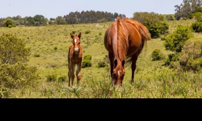 Promo Desde 30  De Descuento En Tu Chacra: Sierras Del Eden; Chacras De 5 Has A 17 Minutos De Pueblo Edén!