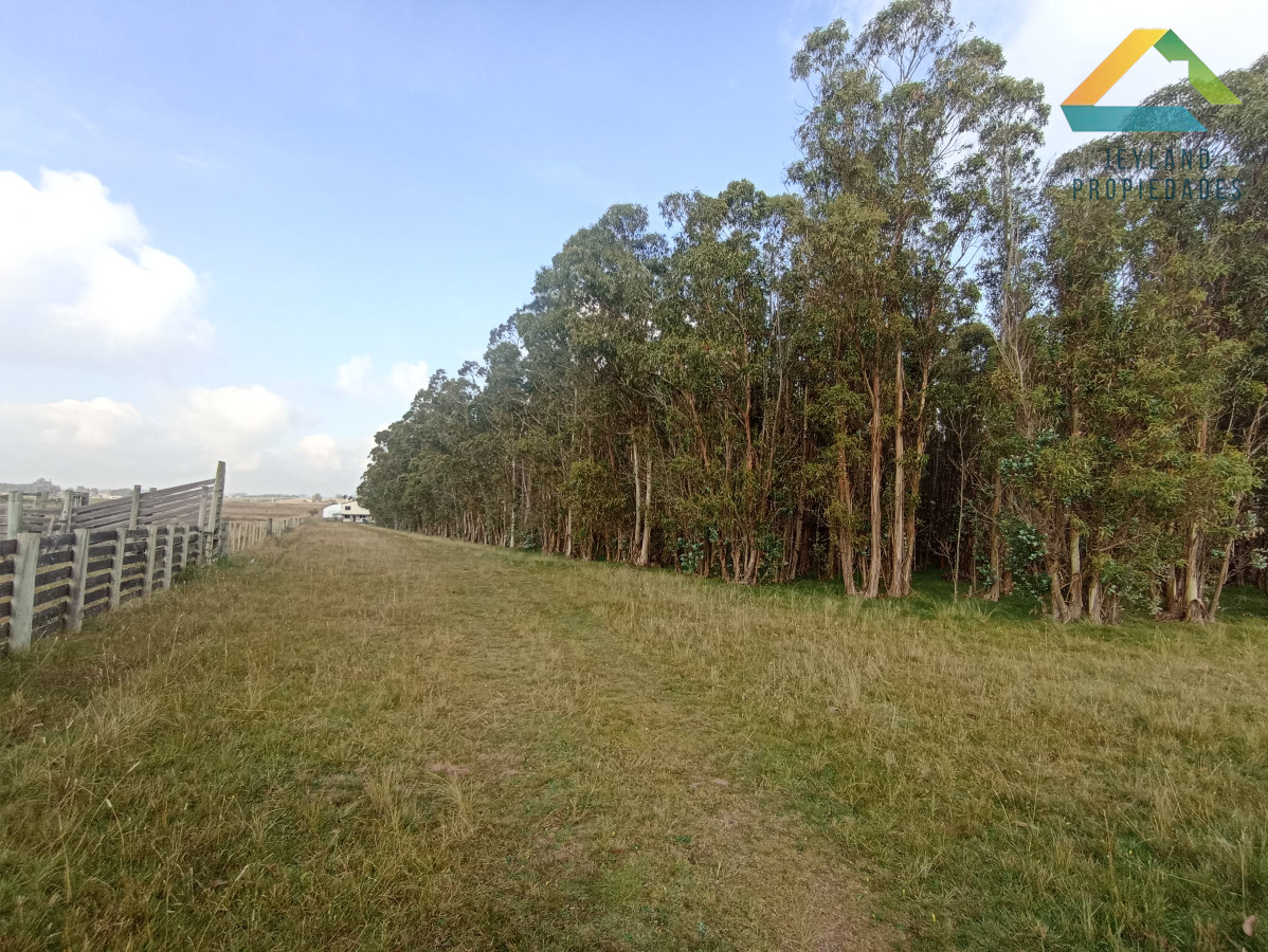 Chacra ID.133 - SE VENDE CHACRA DE 11 HECTAREAS CON CASA 
