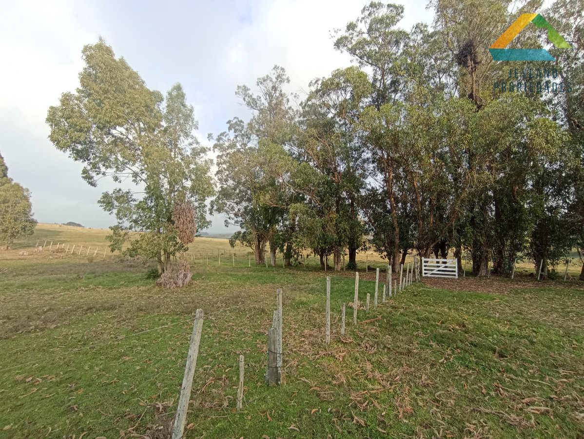 Chacra ID.133 - SE VENDE CHACRA DE 11 HECTAREAS CON CASA 