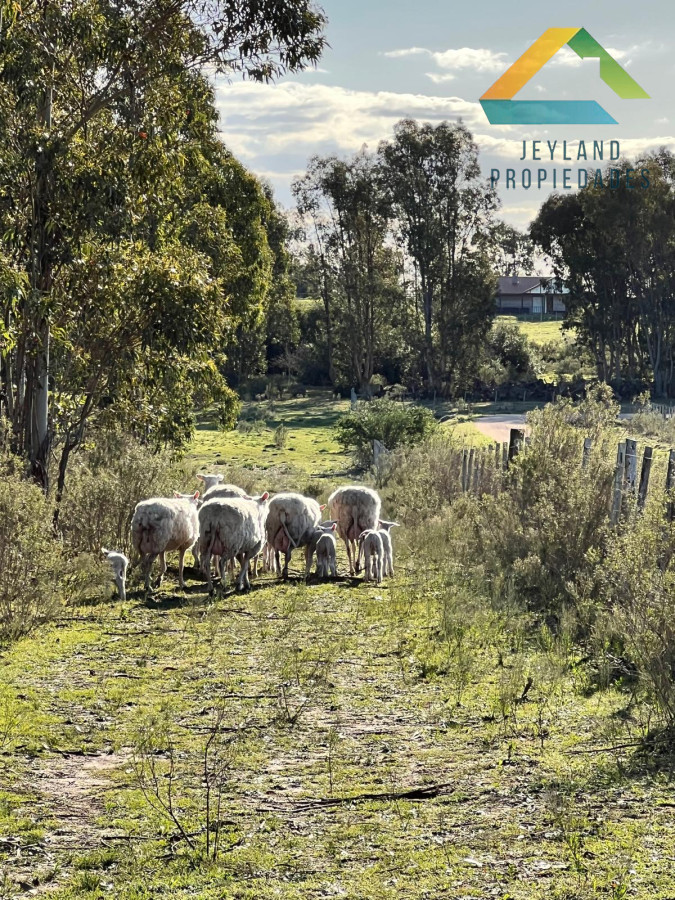 Chacra ID.95 - SE VENDE CAMPO DE 7 ha CANELONES 