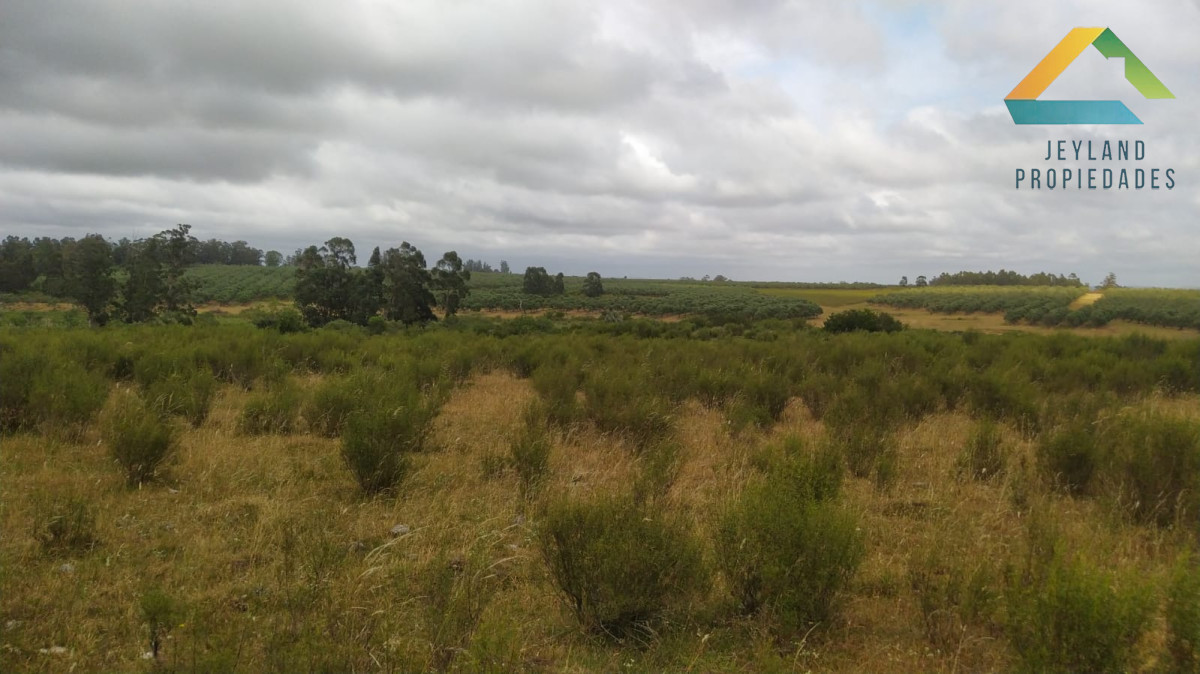 Chacra ID.329 - SE VENDE CHACRA ENTORNO A CAÑADA BELLACA 