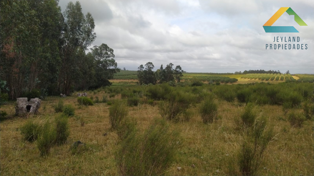 Chacra ID.329 - SE VENDE CHACRA ENTORNO A CAÑADA BELLACA 