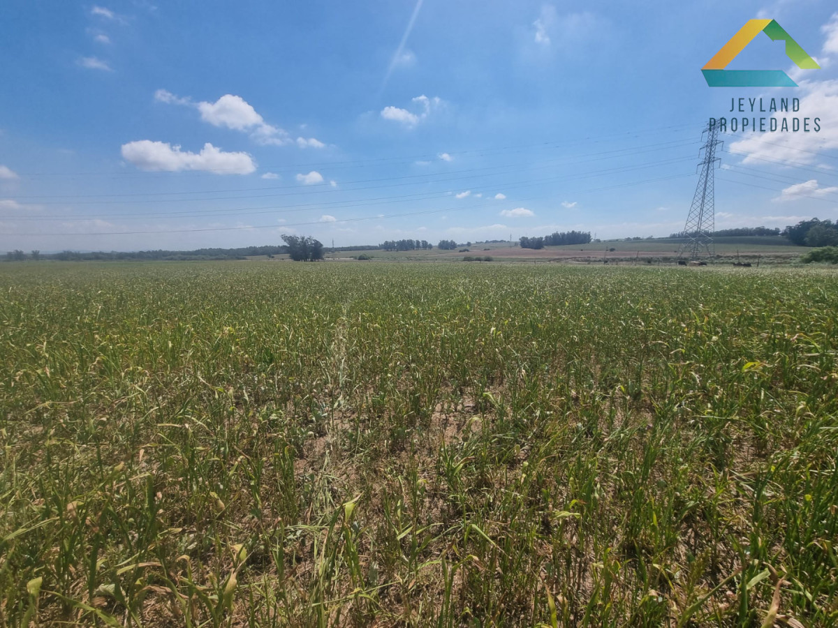 Chacra ID.317 - SE VENDE CHACRA DE 10 HECTAREAS RUTA 104 