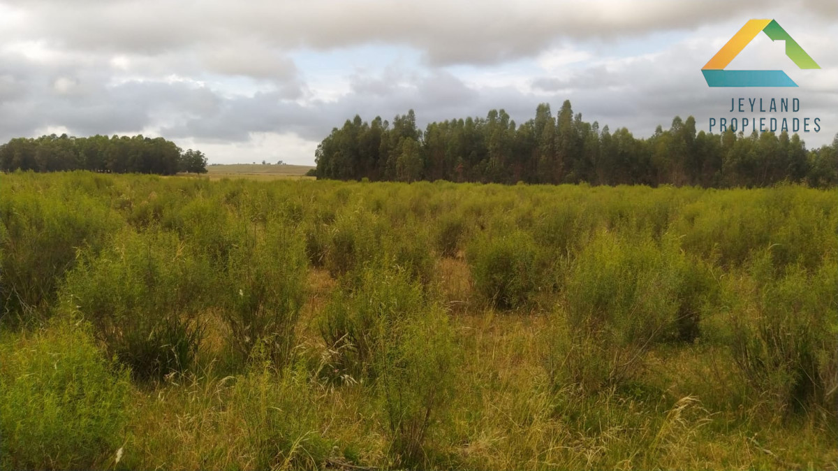 Chacra ID.329 - SE VENDE CHACRA ENTORNO A CAÑADA BELLACA 