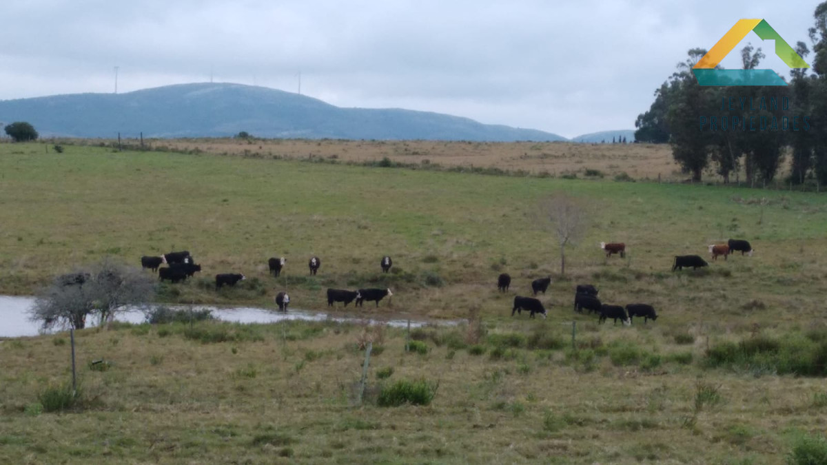 Campo Ref.365 - SE VENDE CAMPO DE 30Ha EN PARTIDO NORTE 