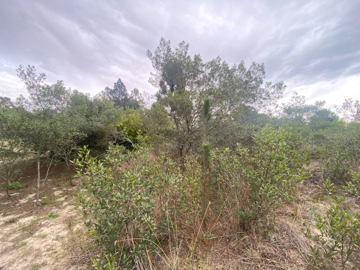 Terreno ID.4 - VENTA DE TERRENO SANTA REGINA 