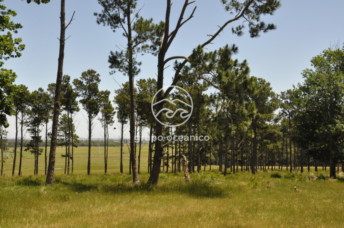 Chacra ID.9 - CHACRA 99 HECTÁREAS EN RINCÓN DE JOSÉ IGNACIO